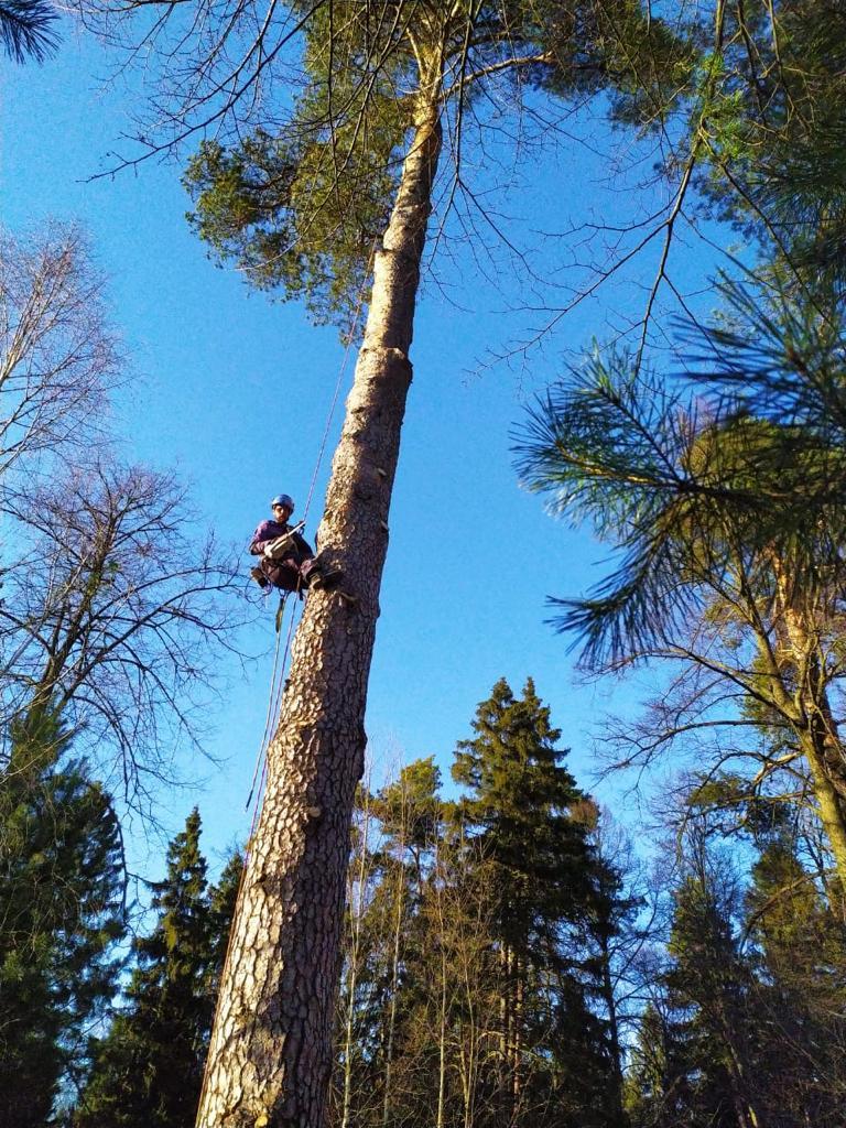 Сезонные работы с деревьями