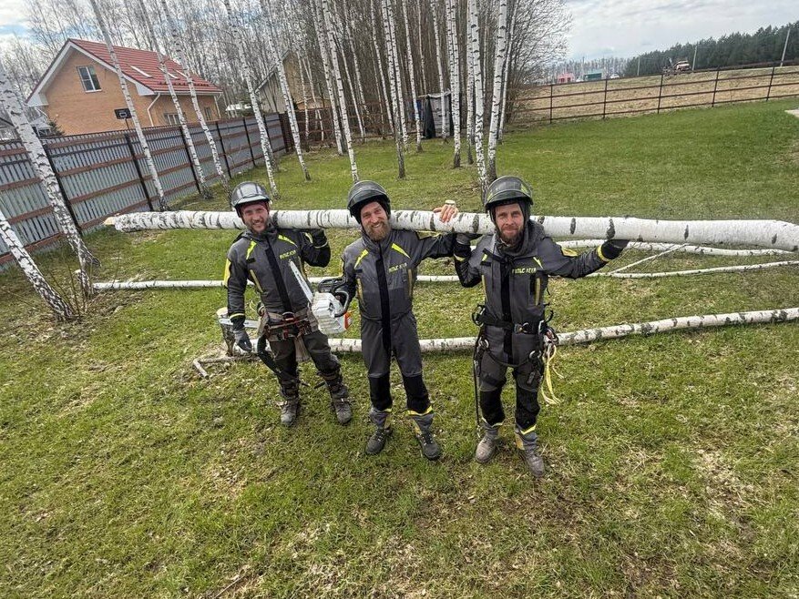 Сколько стоит спилить берёзу